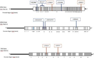 Germline Mutation Analysis in Sporadic Breast Cancer Cases With Clinical Correlations